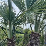 Palma vláknitá (Washingtonia filifera) – výška kmeňov 50-60 cm/80-90 cm, celková výška 200 cm, kont. C110L (-10°C) DVOJIČKY